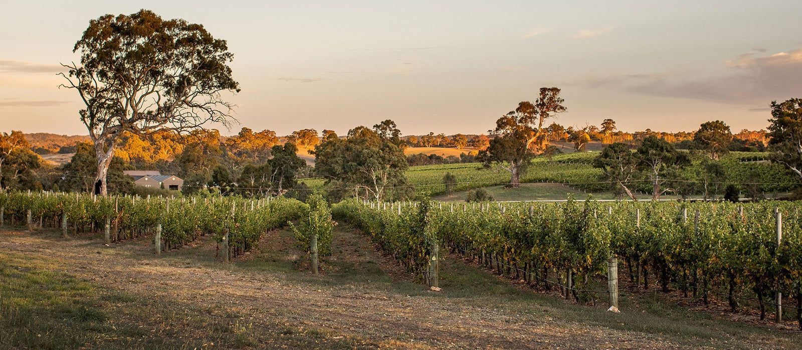 Wicks Estate Vineyard in the Adelaide Hills
